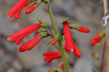 Load image into Gallery viewer, Penstemon eatonii
