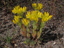 Load image into Gallery viewer, Sedum lanceolatum
