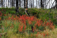 Load image into Gallery viewer, Penstemon eatonii
