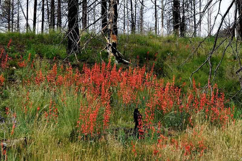 Penstemon eatonii