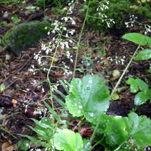 Load image into Gallery viewer, Heuchera micrantha var. micrantha
