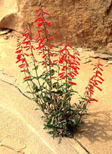 Load image into Gallery viewer, Penstemon eatonii
