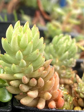 Load image into Gallery viewer, Sedum lanceolatum
