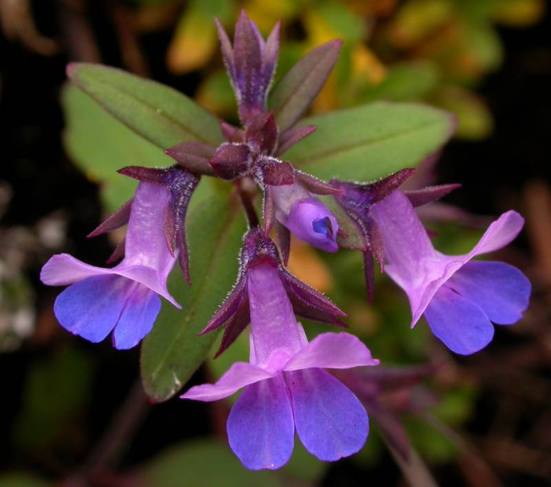 Collinsia parviflora