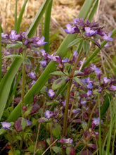 Load image into Gallery viewer, Collinsia parviflora
