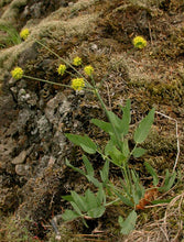 Load image into Gallery viewer, Lomatium nudicaule
