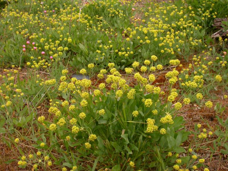 Lomatium nudicaule