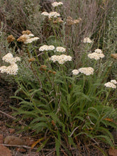 Load image into Gallery viewer, Achillea millefolium
