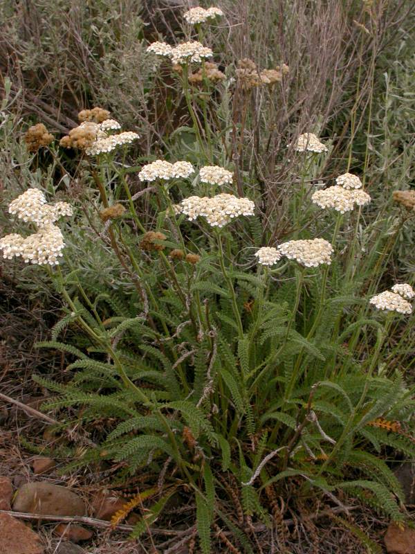 Achillea millefolium