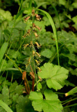 Load image into Gallery viewer, Tolmiea menziesii
