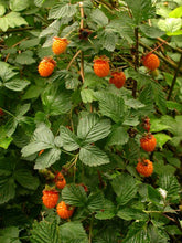 Load image into Gallery viewer, Rubus spectabilis
