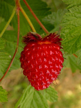 Load image into Gallery viewer, Rubus spectabilis
