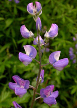 Load image into Gallery viewer, Lupinus latifolius
