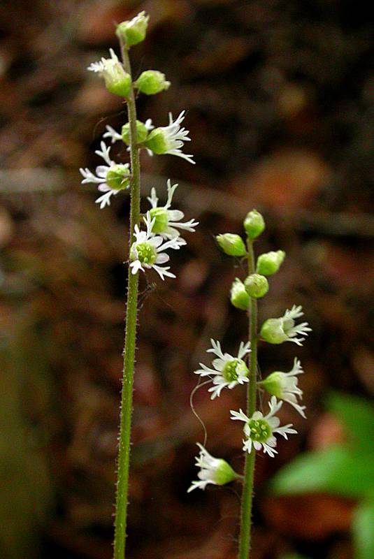 Ozomelis trifida