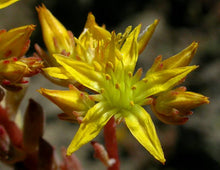 Load image into Gallery viewer, Sedum lanceolatum
