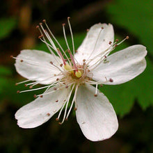 Load image into Gallery viewer, Rubus pedatus
