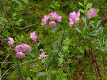 Load image into Gallery viewer, Kalmia microphylla ssp. occidentalis
