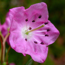 Load image into Gallery viewer, Kalmia microphylla ssp. occidentalis
