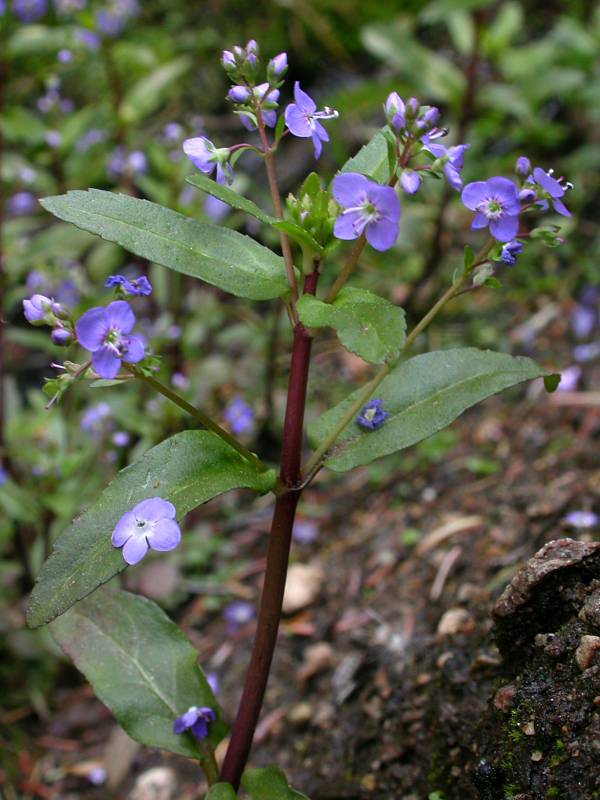 Veronica americana