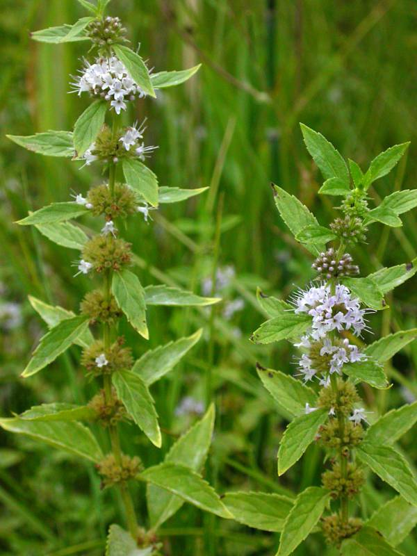 Mentha canadensis