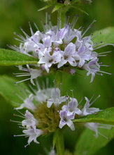 Load image into Gallery viewer, Mentha canadensis
