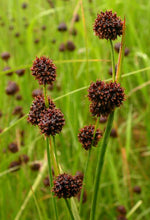 Load image into Gallery viewer, Juncus ensifolius
