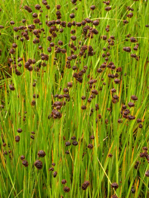 Juncus ensifolius