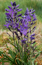 Load image into Gallery viewer, Camassia leichtlinii
