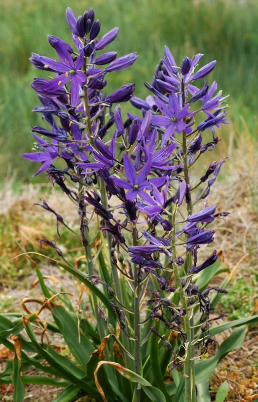 Camassia leichtlinii