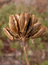 Load image into Gallery viewer, Lomatium nudicaule
