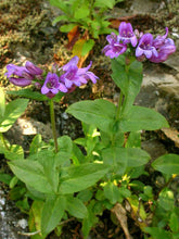 Load image into Gallery viewer, Penstemon serrulatus
