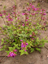 Load image into Gallery viewer, Penstemon serrulatus
