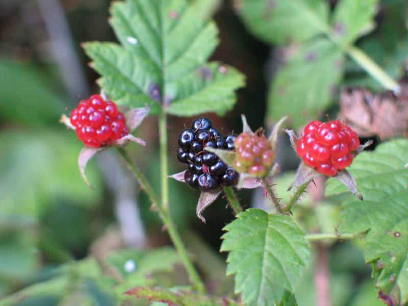 Rubus ursinus