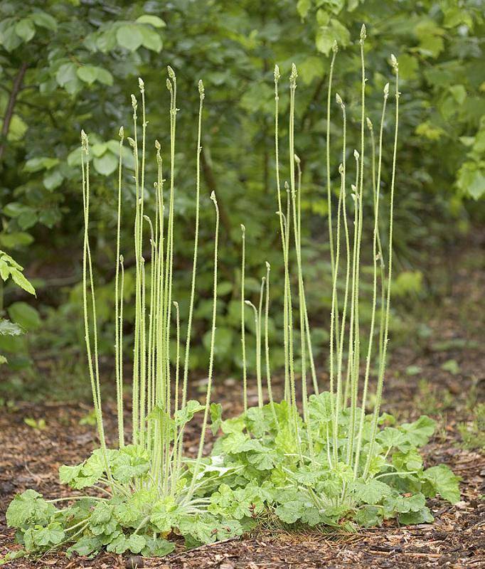 Heuchera chlorantha