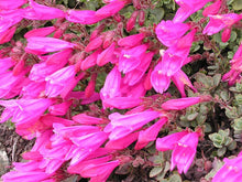 Load image into Gallery viewer, Penstemon rupicola
