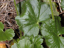 Load image into Gallery viewer, Heuchera chlorantha
