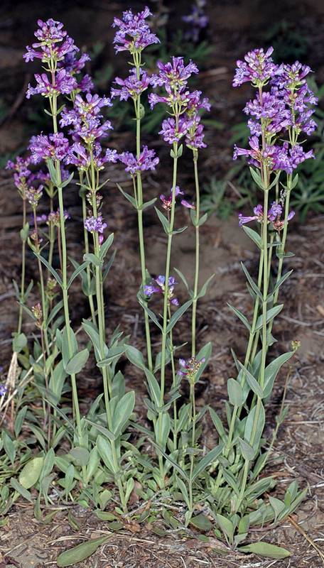 Penstemon euglaucus