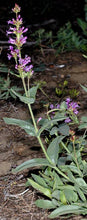 Load image into Gallery viewer, Penstemon euglaucus
