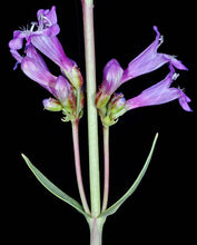 Load image into Gallery viewer, Penstemon euglaucus
