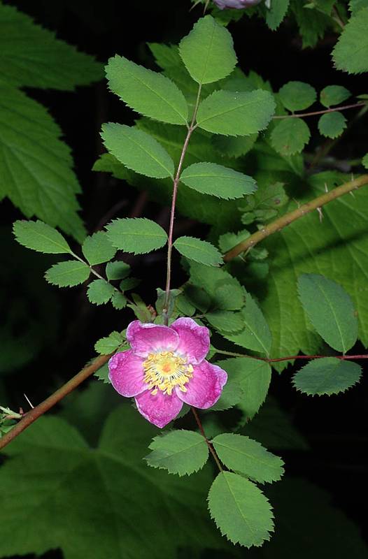 Rosa nutkana