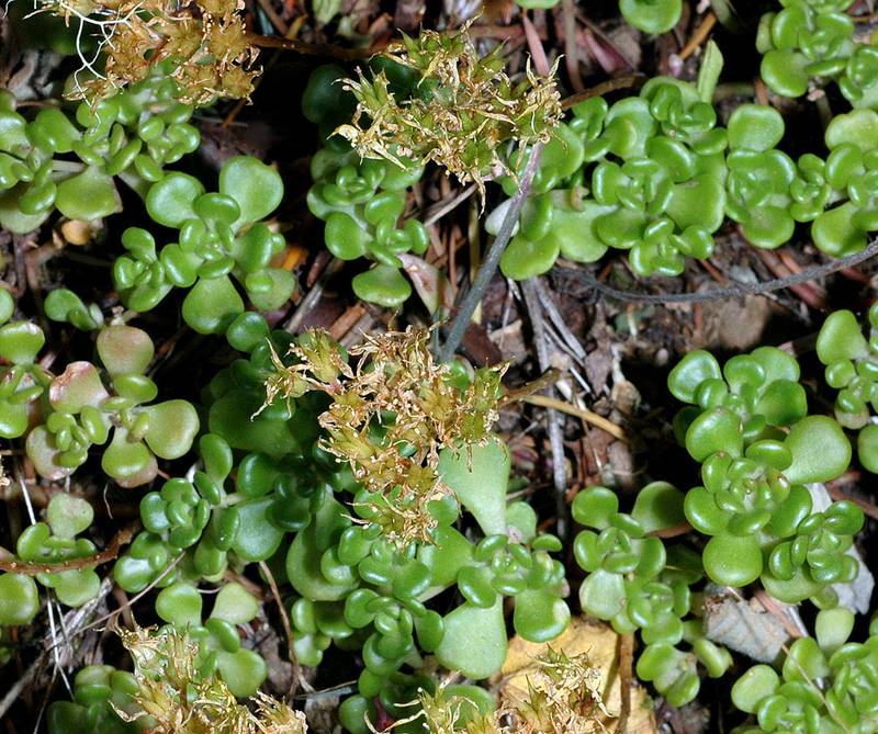 Sedum oreganum