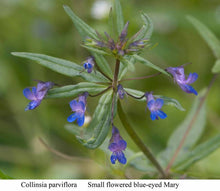 Load image into Gallery viewer, Collinsia parviflora
