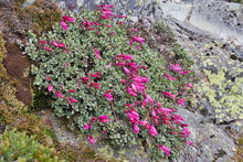 Load image into Gallery viewer, Penstemon rupicola
