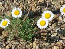 Load image into Gallery viewer, Erigeron compositus
