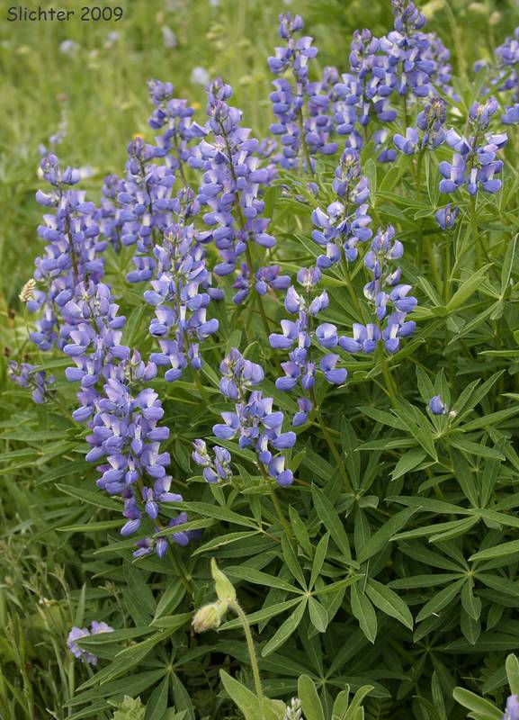 Lupinus latifolius