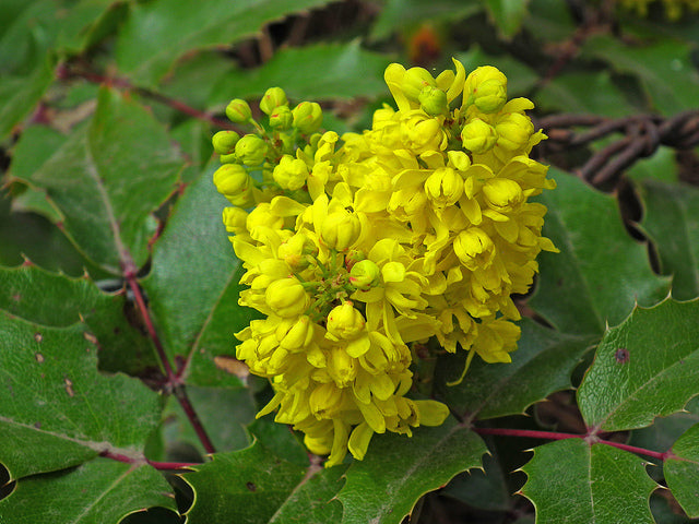 Mahonia repen