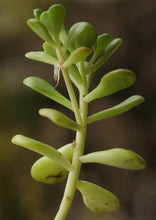 Load image into Gallery viewer, Sedum oreganum
