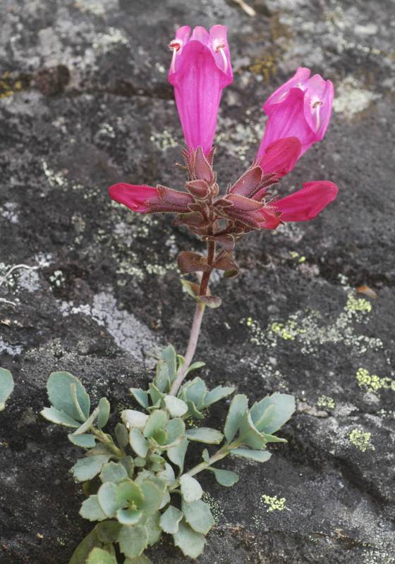 Penstemon rupicola