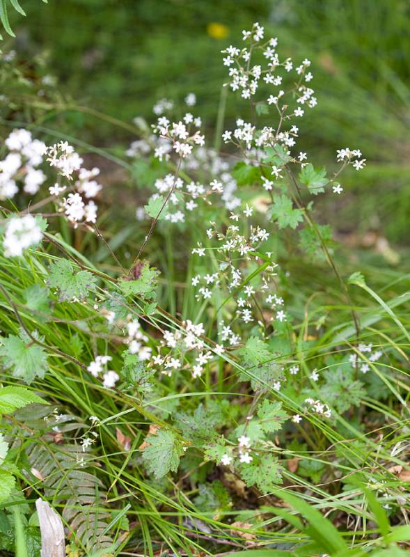 Boykinia occidentalis