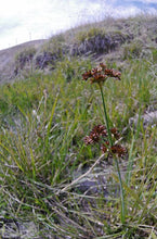 Load image into Gallery viewer, Juncus ensifolius
